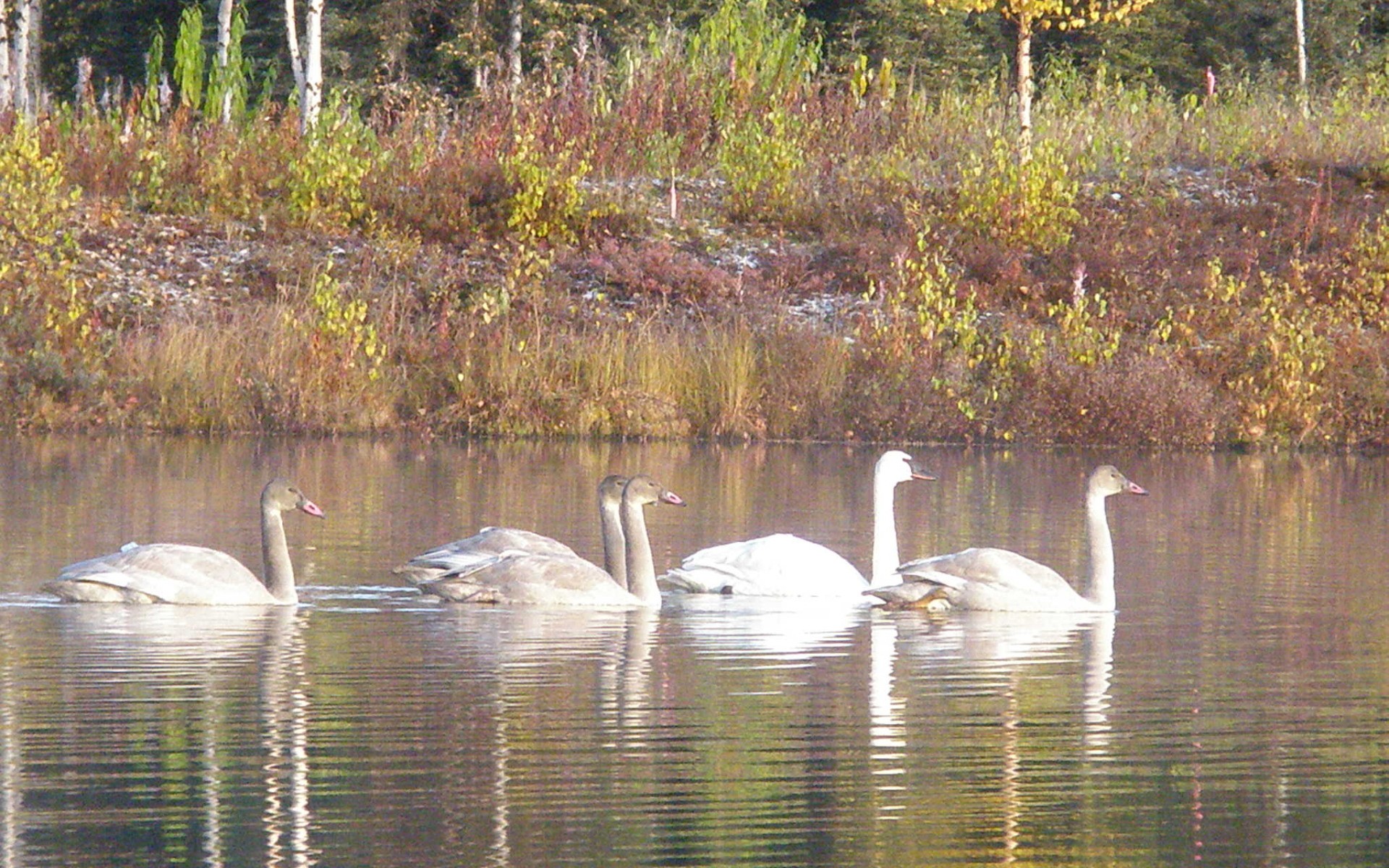 Swans on Lobster lake